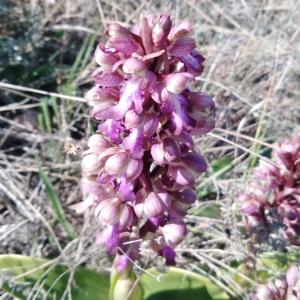 Photographie n°2476709 du taxon Himantoglossum robertianum (Loisel.) P.Delforge [1999]