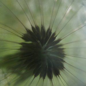 Photographie n°2476742 du taxon Taraxacum F.H.Wigg. [1780]