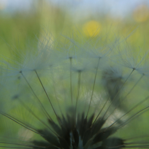 Photographie n°2476743 du taxon Taraxacum F.H.Wigg. [1780]