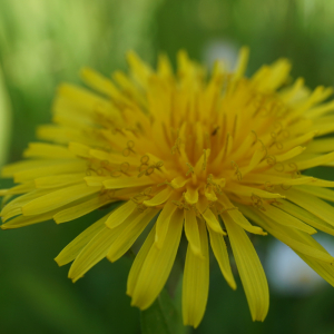 Photographie n°2476744 du taxon Taraxacum F.H.Wigg. [1780]