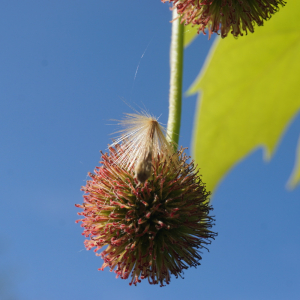 Photographie n°2476751 du taxon Platanus occidentalis L. [1753]