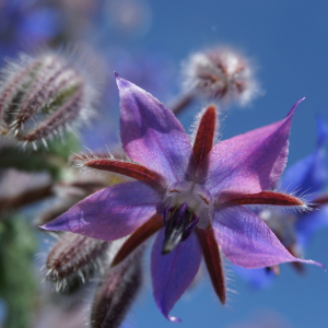 Photographie n°2476755 du taxon Borago officinalis L. [1753]