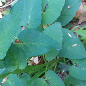 Photographie n°2476764 du taxon Phyteuma spicatum L. [1753]