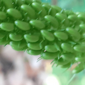 Photographie n°2476765 du taxon Phyteuma spicatum L. [1753]