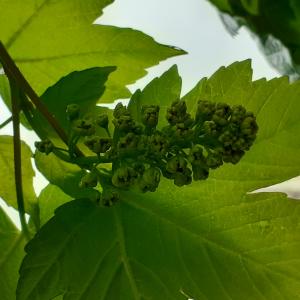 Photographie n°2476785 du taxon Acer pseudoplatanus L.