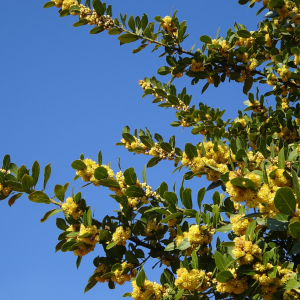 Photographie n°2476798 du taxon Laurus nobilis L.