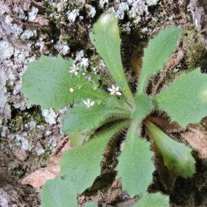 Photographie n°2476803 du taxon Micranthes clusii (Gouan) Fern.Prieto, V.Vázquez, Vallines & Cires. [2010]