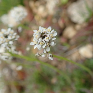 Photographie n°2476812 du taxon Teesdalia nudicaulis (L.) R.Br.