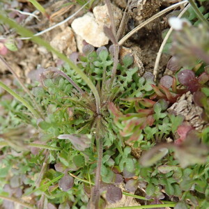 Photographie n°2476813 du taxon Teesdalia nudicaulis (L.) R.Br.