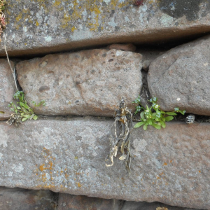 Photographie n°2476825 du taxon Valeriana locusta L. [1753]