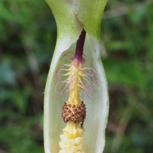 Photographie n°2476888 du taxon Arum maculatum L.