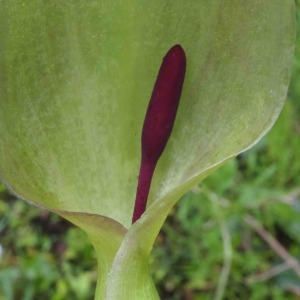 Photographie n°2476889 du taxon Arum maculatum L.