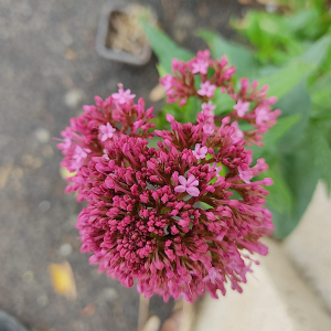  - Centranthus ruber (L.) DC.