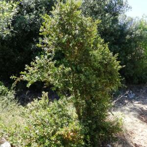 Photographie n°2476910 du taxon Buxus sempervirens L.