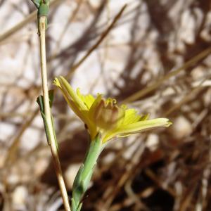 Photographie n°2476911 du taxon Lactuca viminea (L.) J.Presl & C.Presl [1819]
