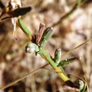 Photographie n°2476912 du taxon Lactuca viminea (L.) J.Presl & C.Presl [1819]