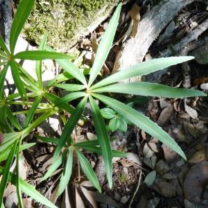 Photographie n°2476926 du taxon Helleborus foetidus L. [1753]