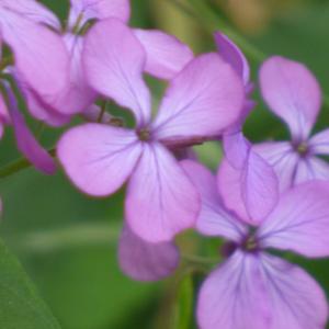 Photographie n°2476988 du taxon Lunaria annua L. [1753]