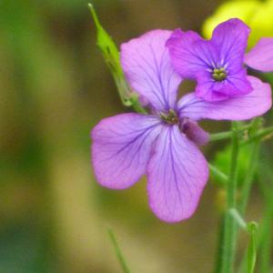 Photographie n°2476990 du taxon Lunaria annua L. [1753]