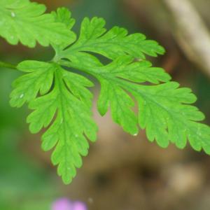 Photographie n°2476994 du taxon Geranium robertianum L. [1753]