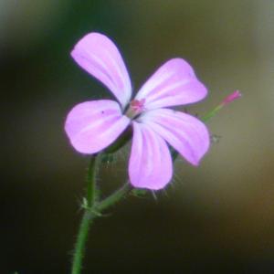 Photographie n°2476995 du taxon Geranium robertianum L. [1753]