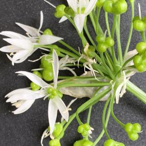 Photographie n°2477006 du taxon Allium ursinum L. [1753]