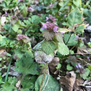 Photographie n°2477023 du taxon Lamium purpureum L. [1753]