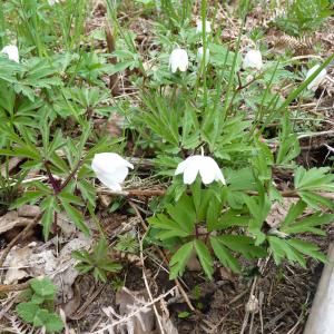 Photographie n°2477045 du taxon Anemone sylvestris L. [1753]