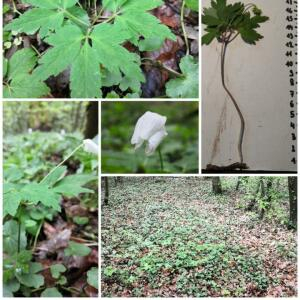 Photographie n°2477055 du taxon Anemone nemorosa L. [1753]