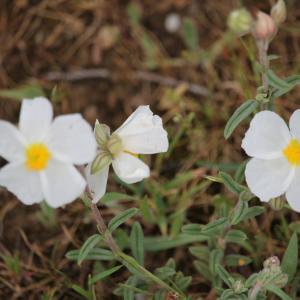 Photographie n°2477102 du taxon Helianthemum apenninum (L.) Mill. [1768]