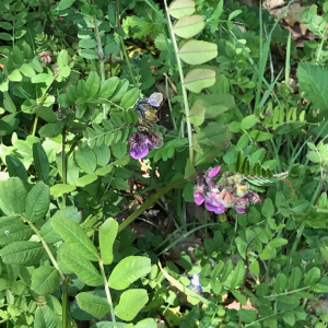 Photographie n°2477107 du taxon Vicia sepium L. [1753]