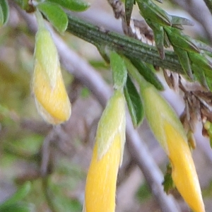 Photographie n°2477127 du taxon Genista pilosa L. [1753]