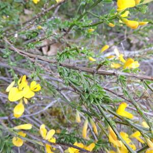 Photographie n°2477131 du taxon Genista pilosa L. [1753]