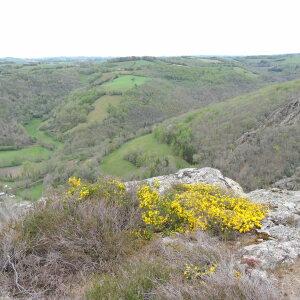 Photographie n°2477132 du taxon Genista pilosa L. [1753]