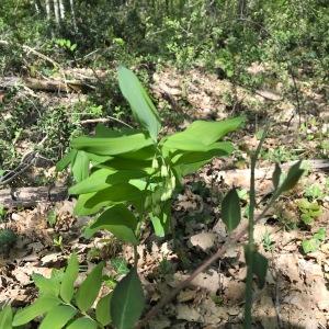 Photographie n°2477144 du taxon Polygonatum multiflorum (L.) All. [1785]