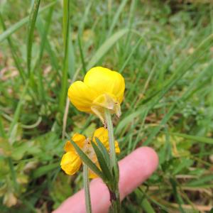 Photographie n°2477153 du taxon Ranunculus bulbosus L. [1753]