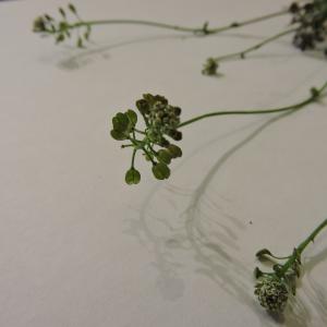 Photographie n°2477169 du taxon Teesdalia nudicaulis (L.) R.Br. [1812]