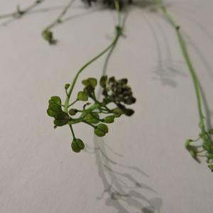 Photographie n°2477171 du taxon Teesdalia nudicaulis (L.) R.Br. [1812]