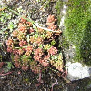 Photographie n°2477179 du taxon Sedum album L.