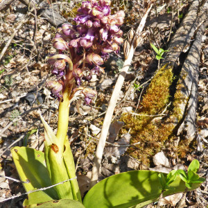 Photographie n°2477182 du taxon Himantoglossum robertianum (Loisel.) P.Delforge