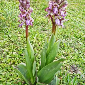 Photographie n°2477184 du taxon Himantoglossum robertianum (Loisel.) P.Delforge