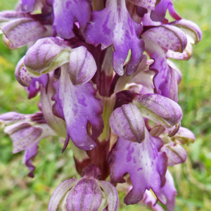 Photographie n°2477185 du taxon Himantoglossum robertianum (Loisel.) P.Delforge
