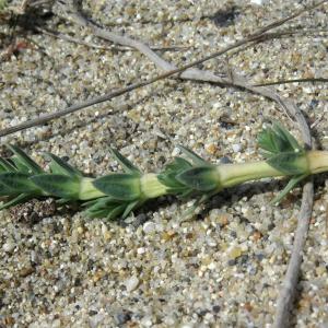 Photographie n°2477218 du taxon Crucianella maritima L.