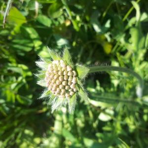 Photographie n°2477229 du taxon Knautia arvensis (L.) Coult. [1828]