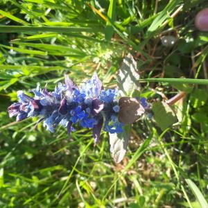 Photographie n°2477230 du taxon Ajuga reptans L.