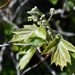 Photographie n°2477251 du taxon Sorbus torminalis (L.) Crantz [1763]