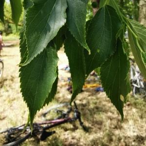 Photographie n°2477253 du taxon Celtis australis L. [1753]