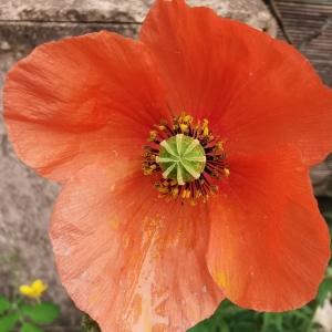 Photographie n°2477255 du taxon Papaver rhoeas L. [1753]