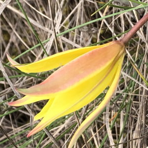 Photographie n°2477266 du taxon Tulipa sylvestris subsp. australis (Link) Pamp. [1914]