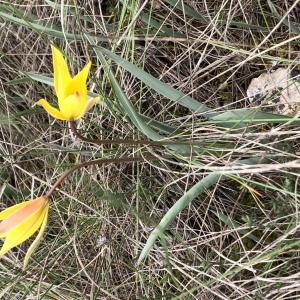 Photographie n°2477268 du taxon Tulipa sylvestris subsp. australis (Link) Pamp. [1914]